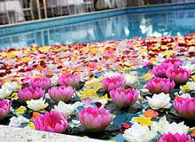 کاشت نیلوفر آبی و گیاهان آبزی در استخر